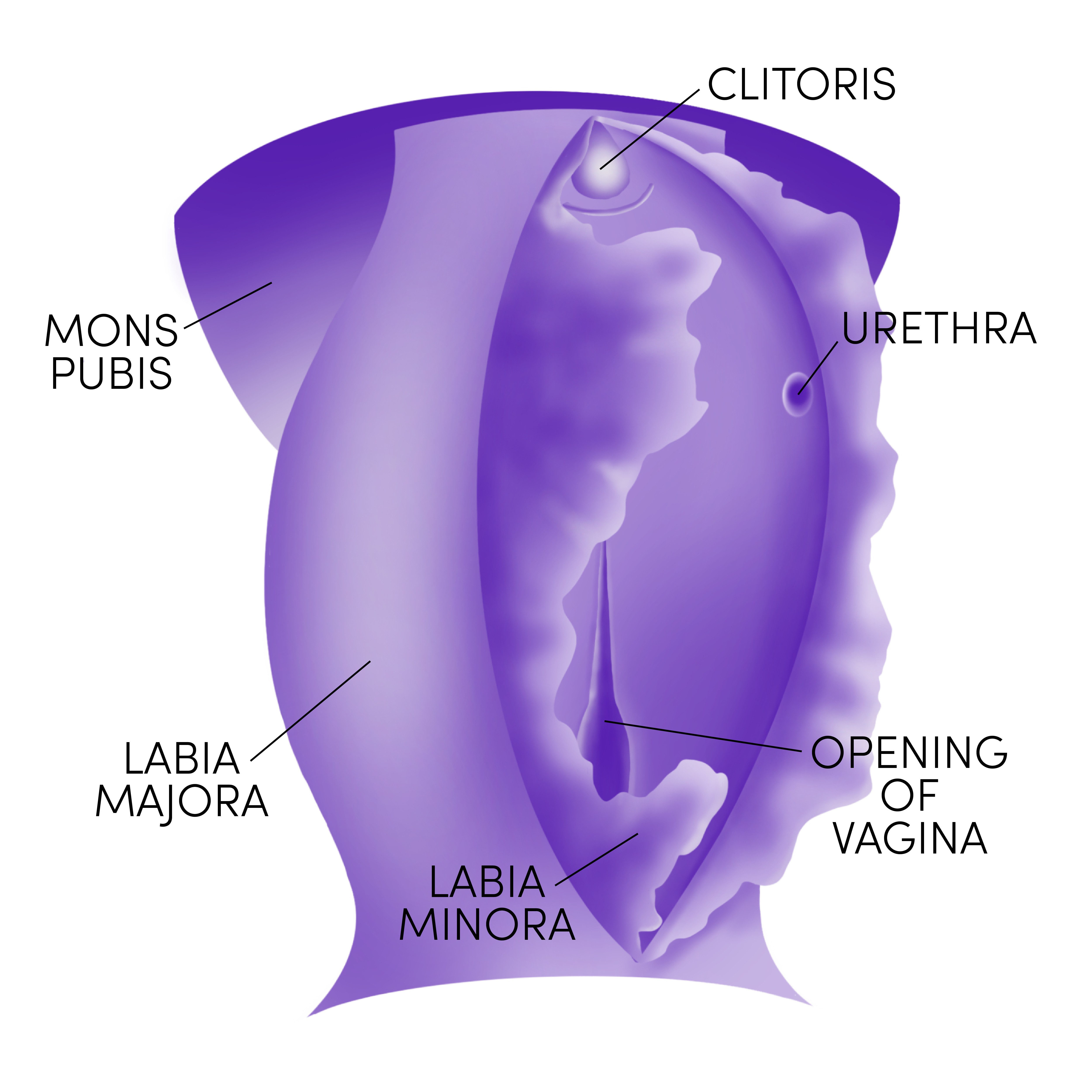 Male vagina - with labels